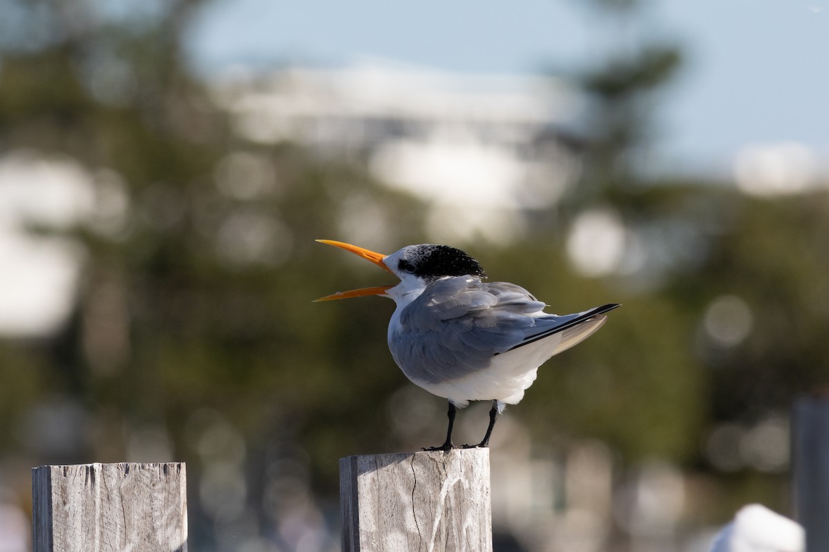 Lesser Crested Tern - ML637581425