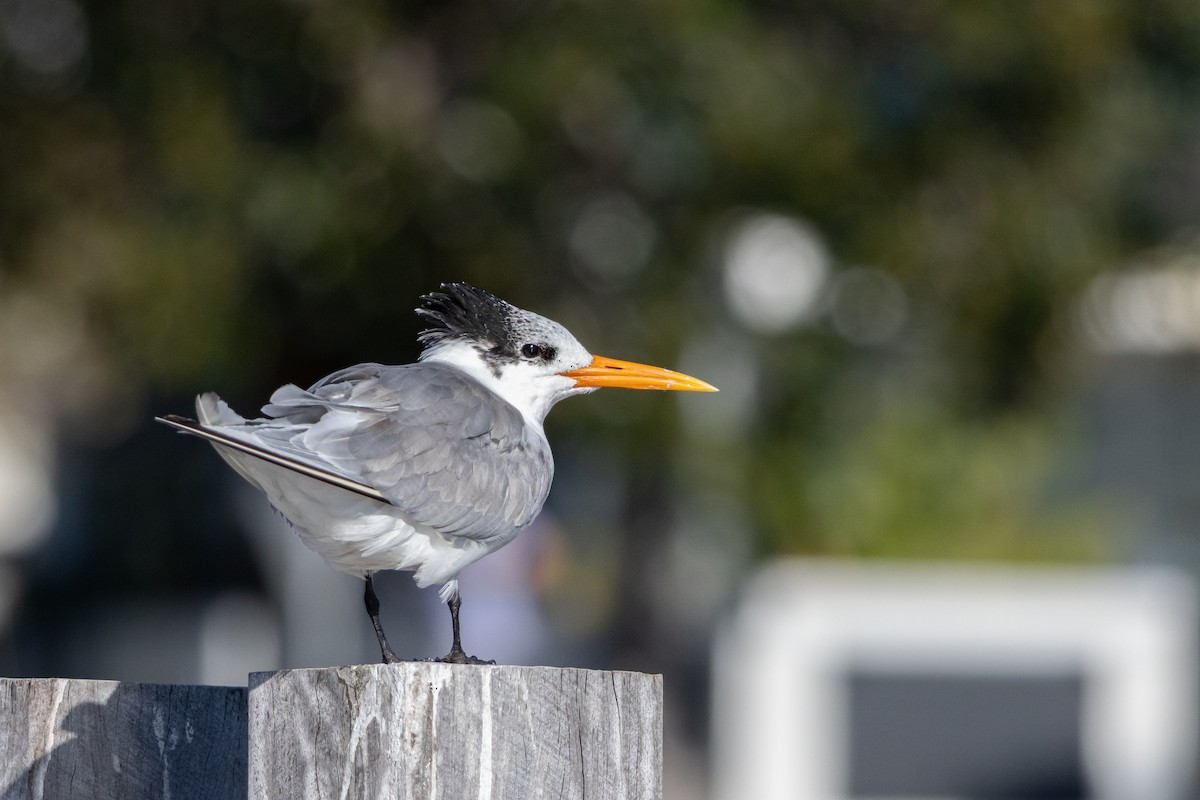 Lesser Crested Tern - ML637581426