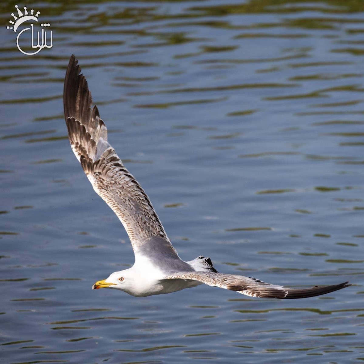 Yellow-legged Gull - ML637581448