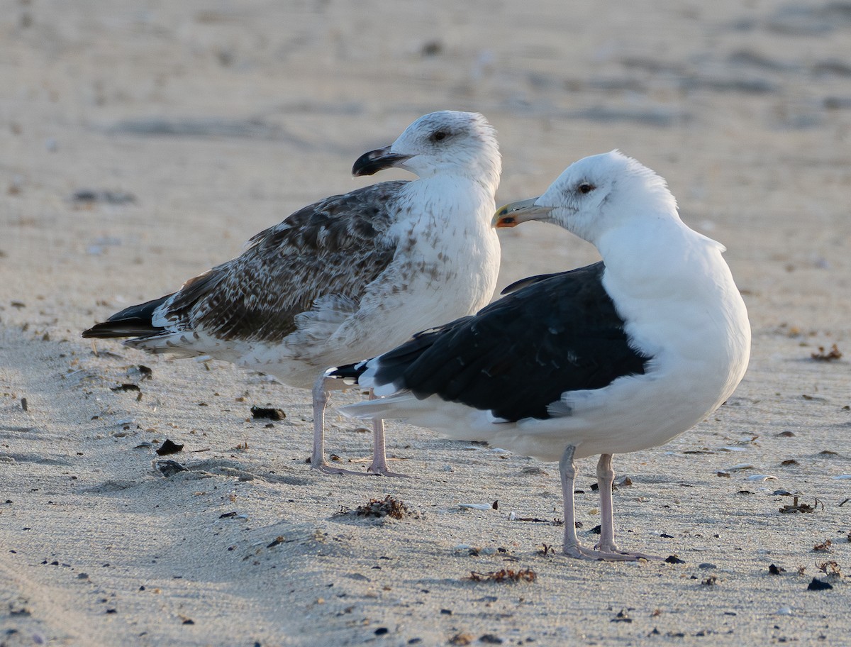 Great Black-backed Gull - ML637581451