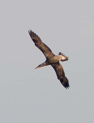 terej bílý - ML637581457