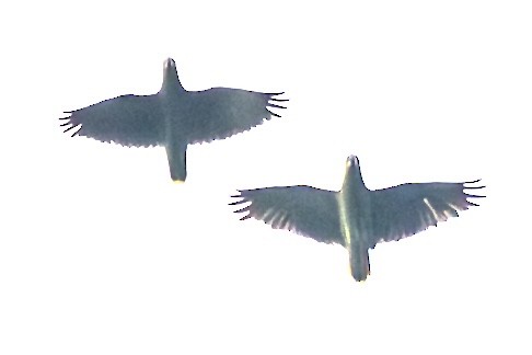 Scaly-naped Amazon - ML637581465