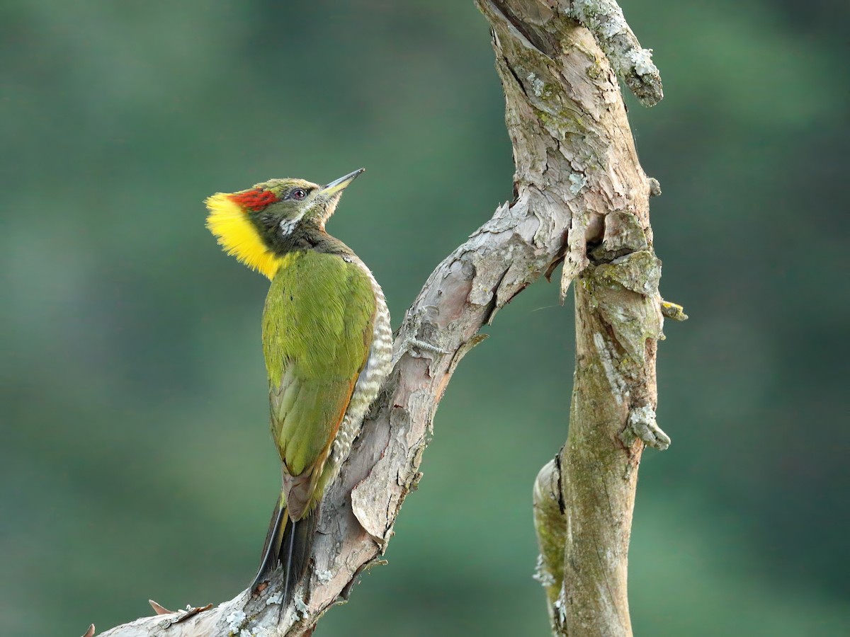 Lesser Yellownape - ML637581482
