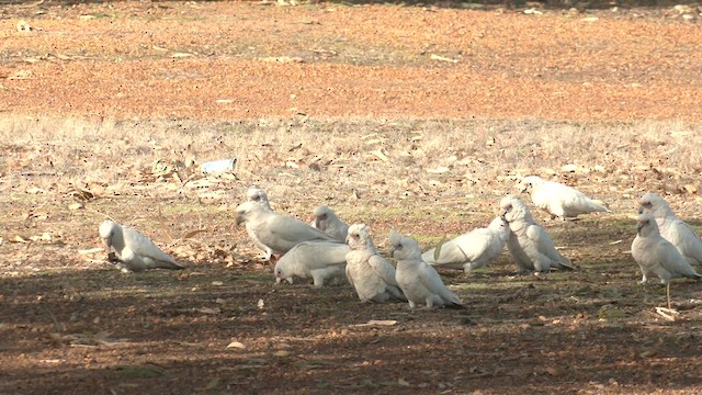Western Corella - ML637581532