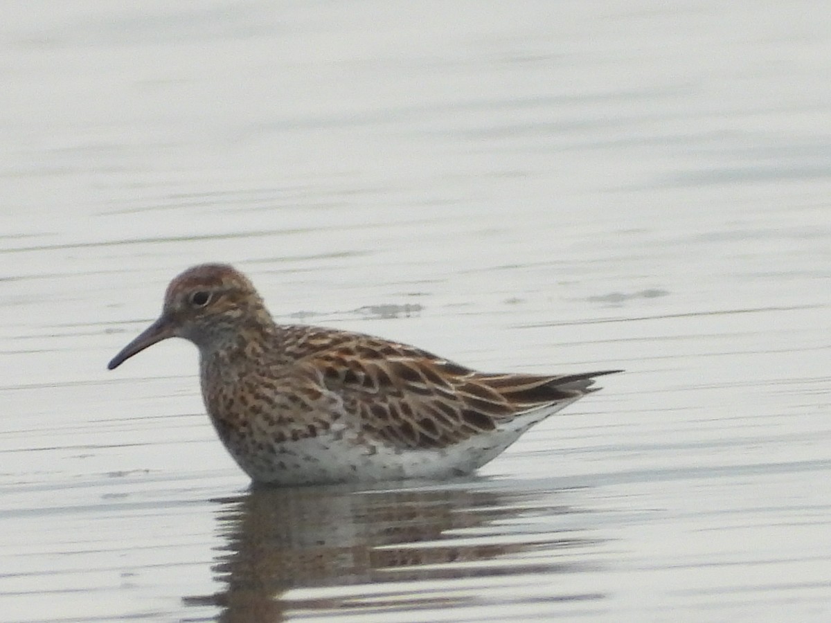 Sharp-tailed Sandpiper - ML637581542