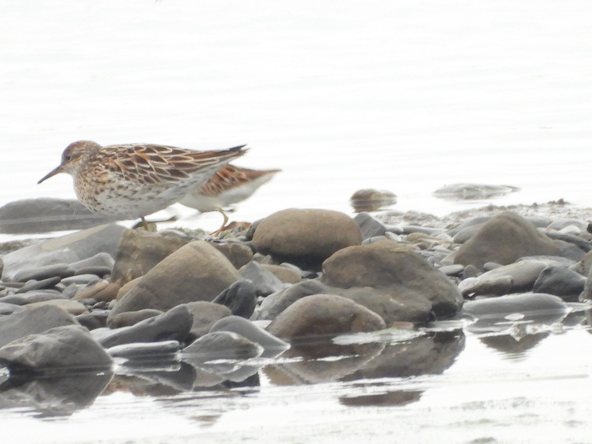 Sharp-tailed Sandpiper - ML637581543