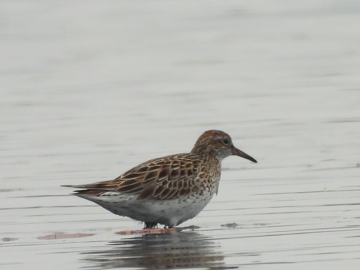 Sharp-tailed Sandpiper - ML637581544