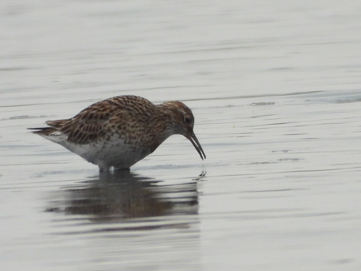 Sharp-tailed Sandpiper - ML637581545