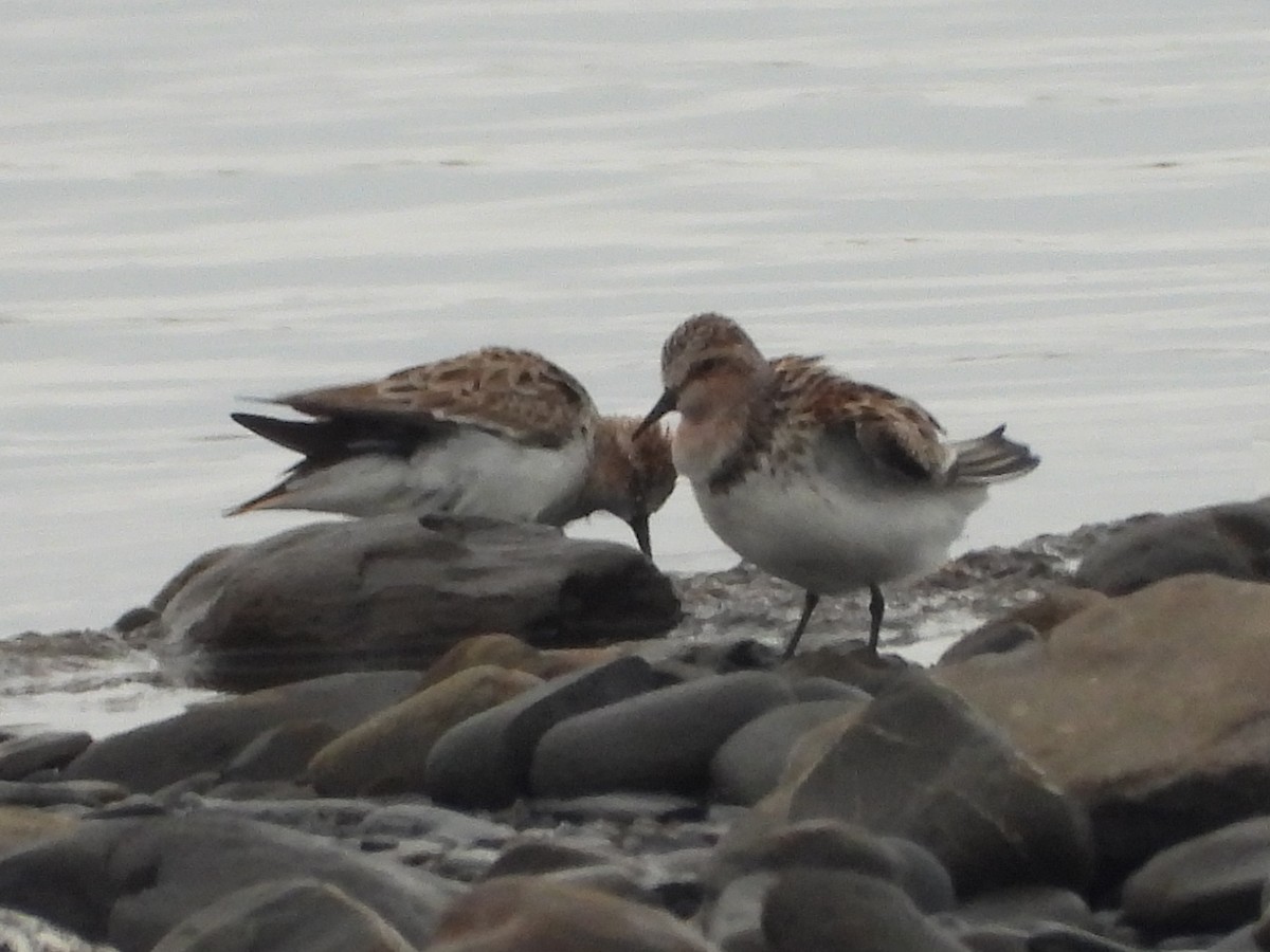Red-necked Stint - ML637581575