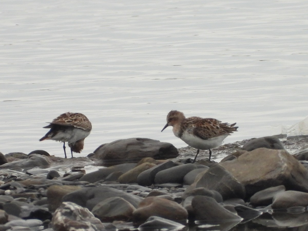 Red-necked Stint - ML637581576