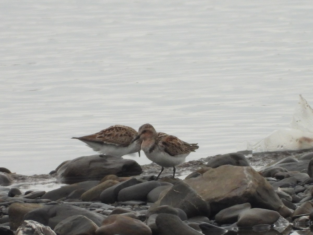 Red-necked Stint - ML637581577