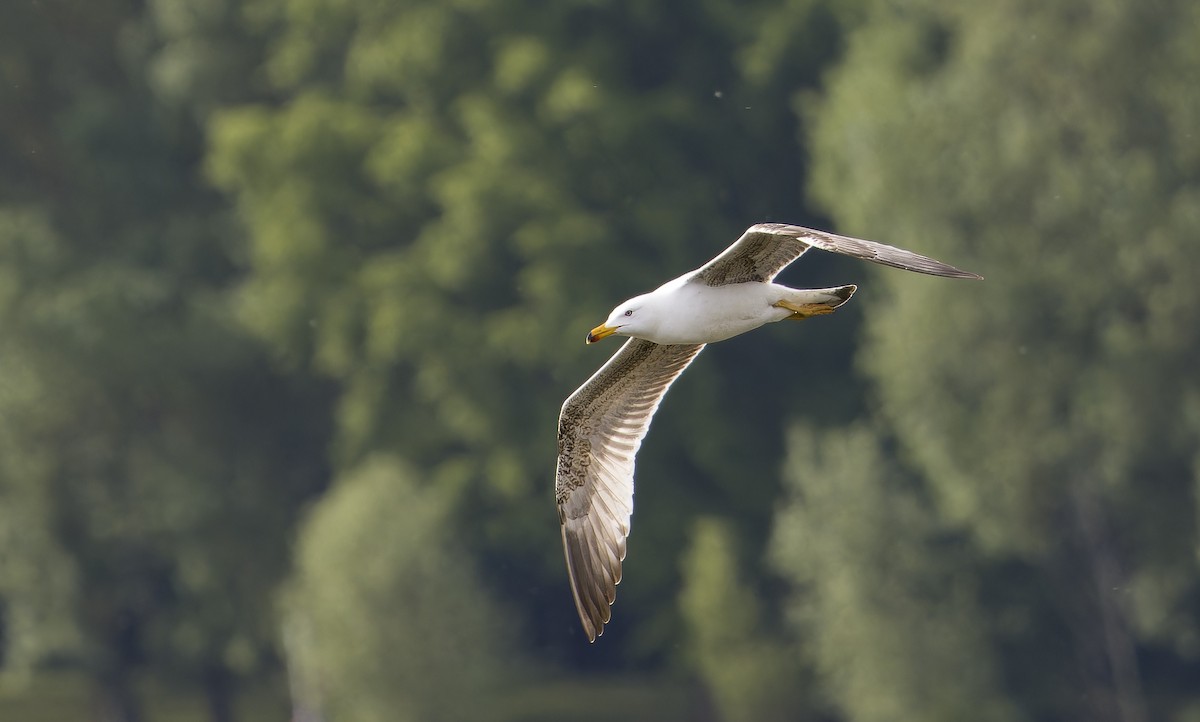 Yellow-legged Gull - ML637581589
