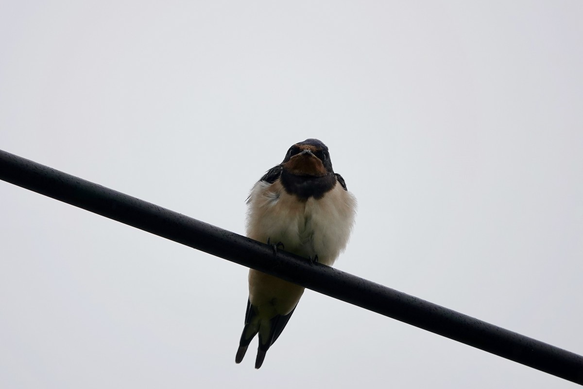 Barn Swallow - ML637581596