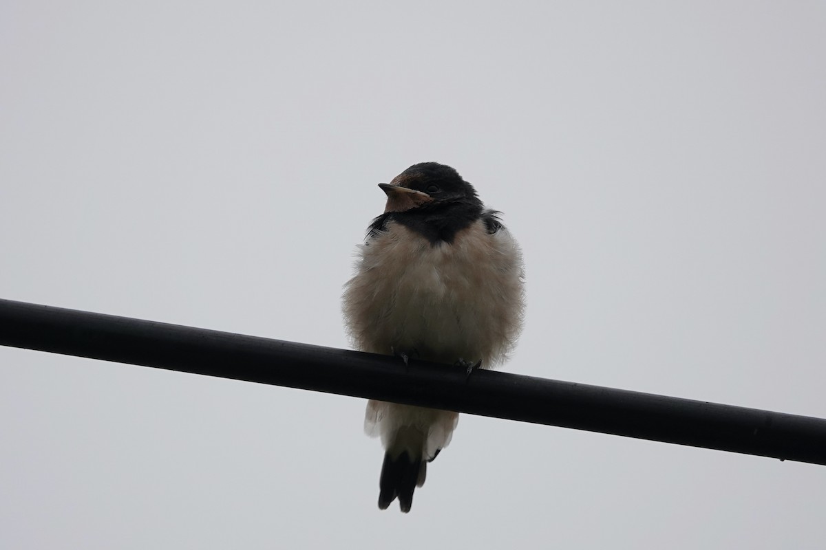 Barn Swallow - ML637581597