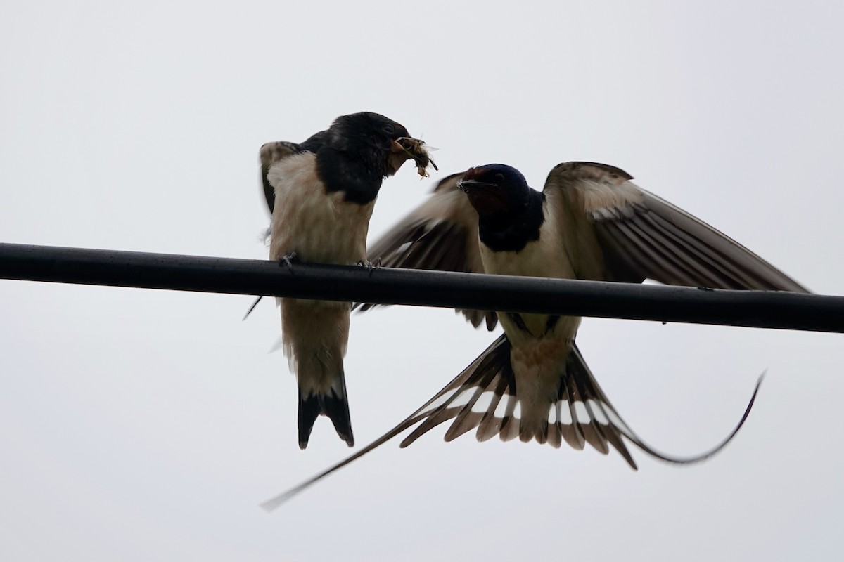 Barn Swallow - ML637581598