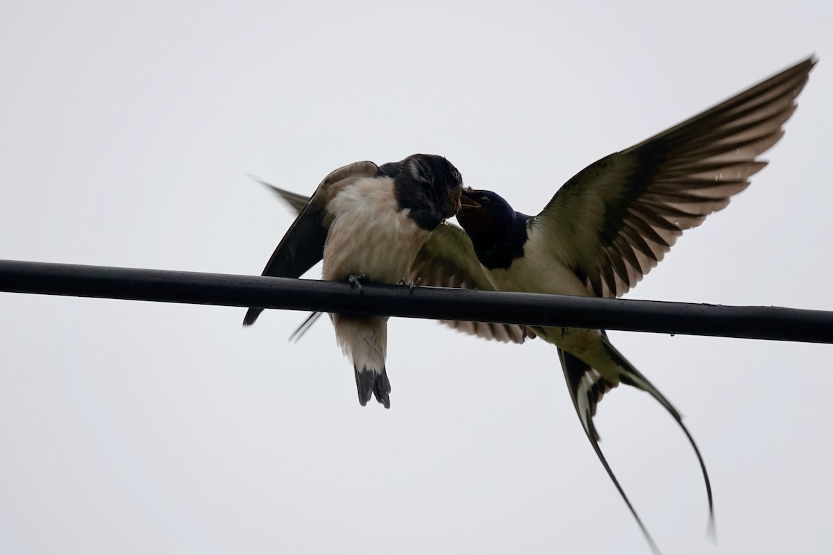 Barn Swallow - ML637581599