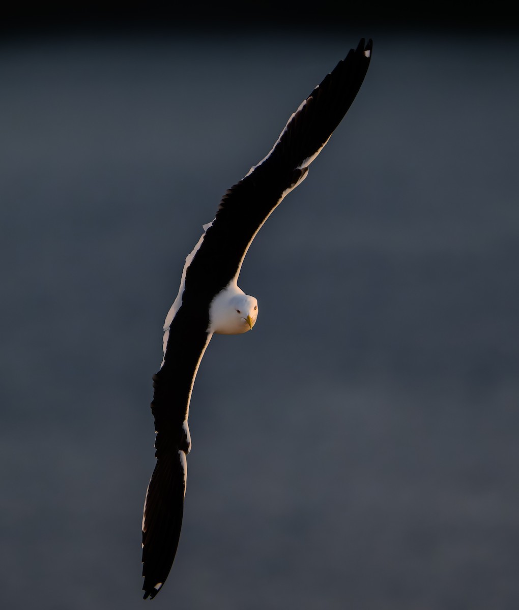 Great Black-backed Gull - ML637581603