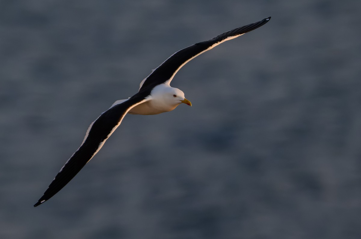 Great Black-backed Gull - ML637581604