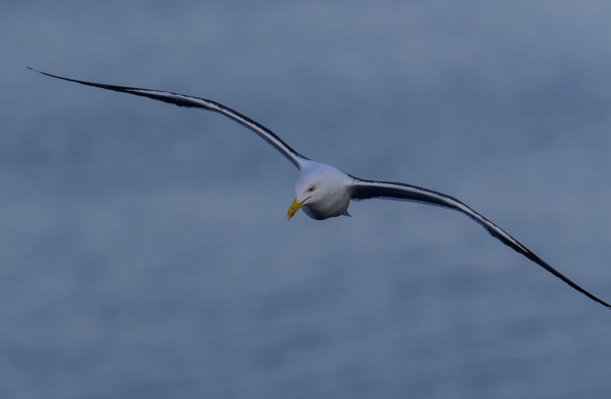 Great Black-backed Gull - ML637581606