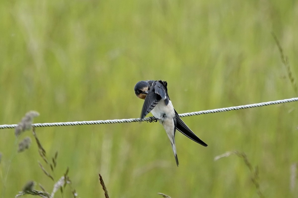 Barn Swallow - ML637581610