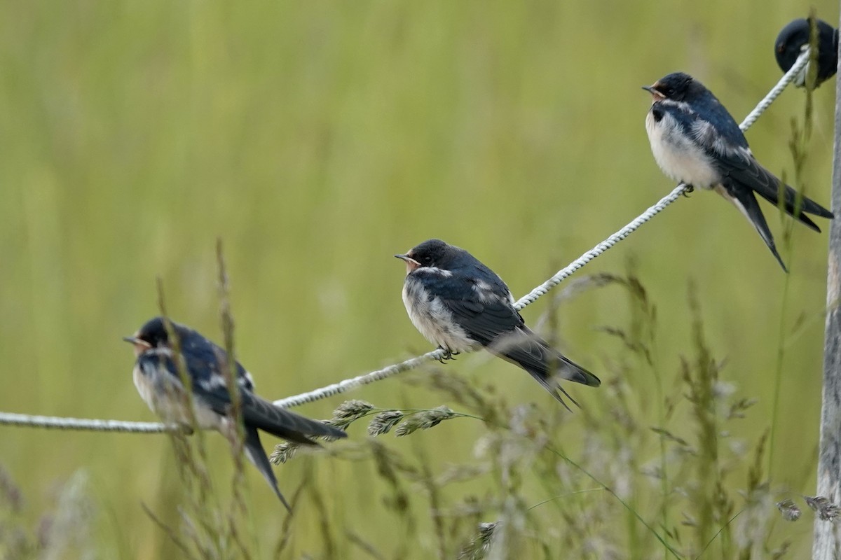Barn Swallow - ML637581611