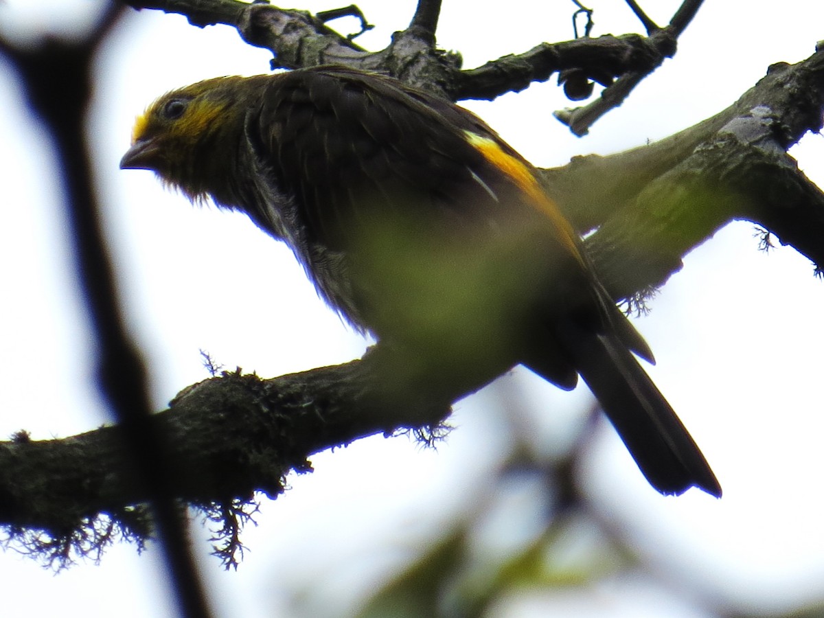 Yellow-rumped Honeyguide - ML637581624