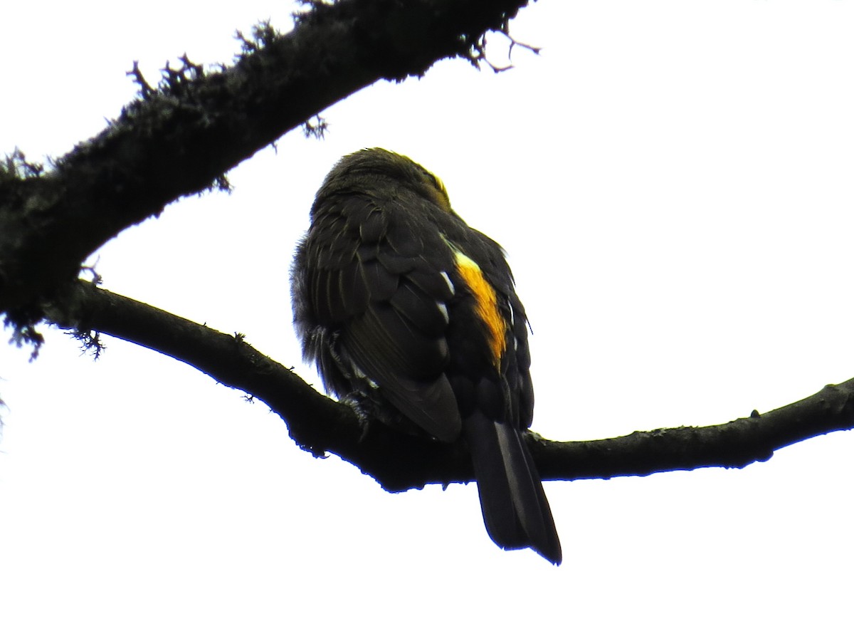Yellow-rumped Honeyguide - ML637581628