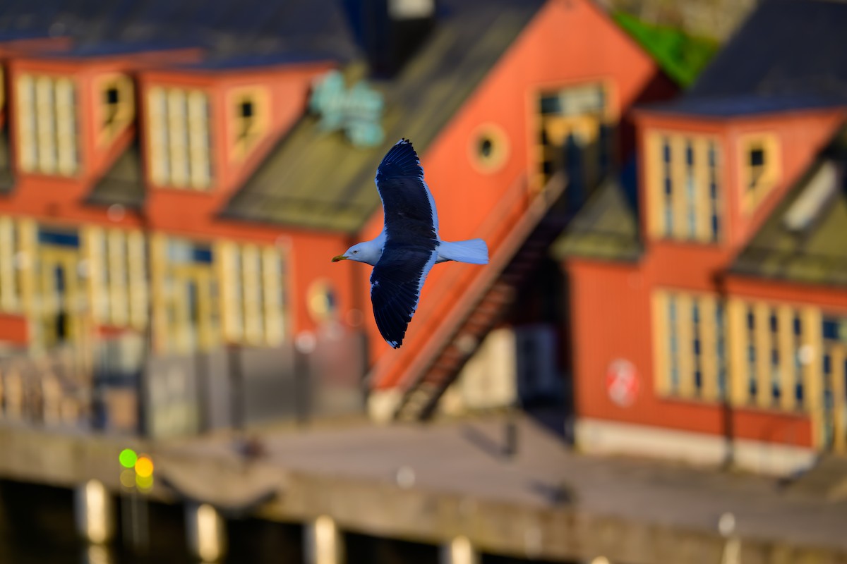 Great Black-backed Gull - ML637581631