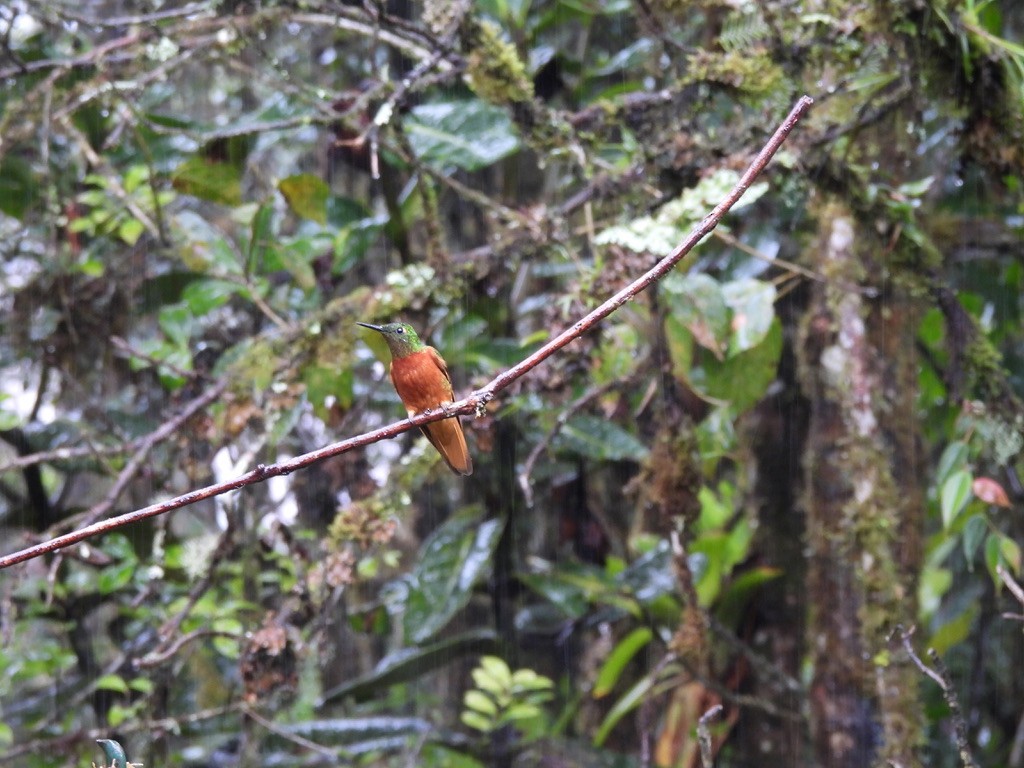 Chestnut-breasted Coronet - ML637581641