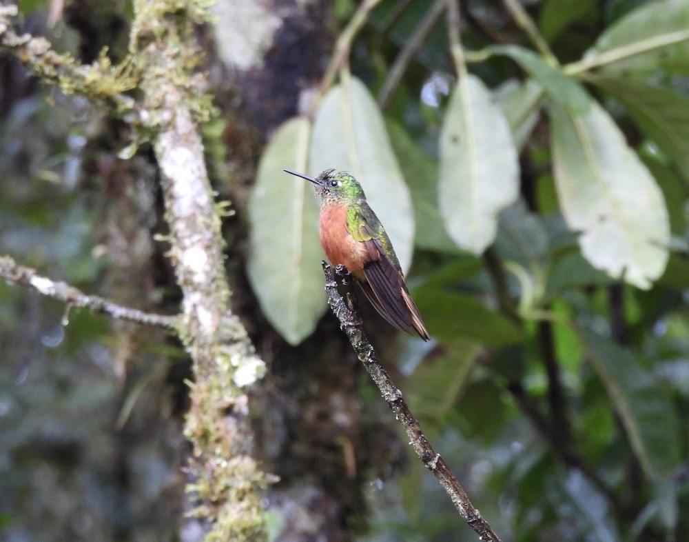 Chestnut-breasted Coronet - ML637581642