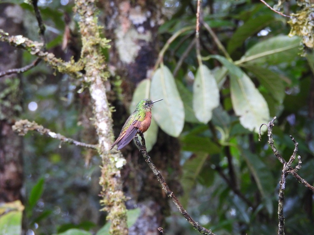 Chestnut-breasted Coronet - ML637581646