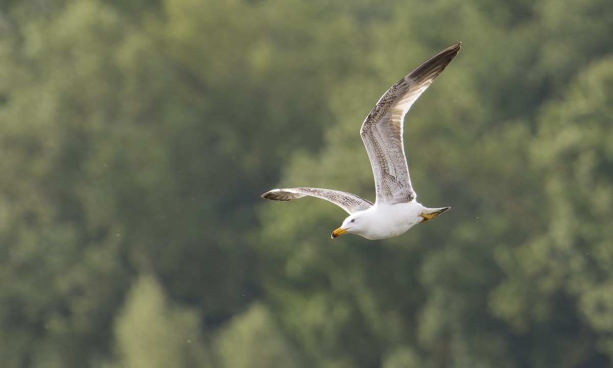Yellow-legged Gull - ML637581647