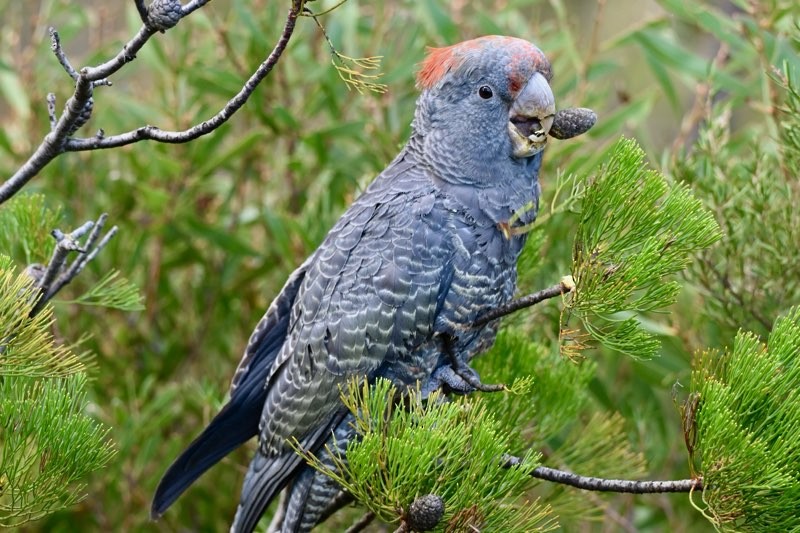 Gang-gang Cockatoo - ML637581660