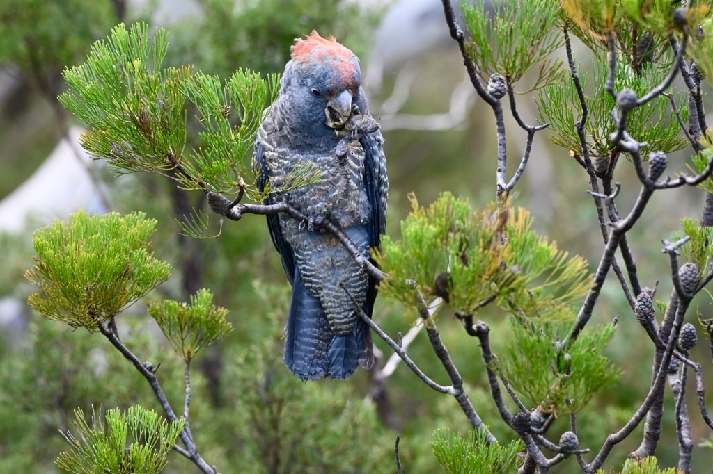 Gang-gang Cockatoo - ML637581661