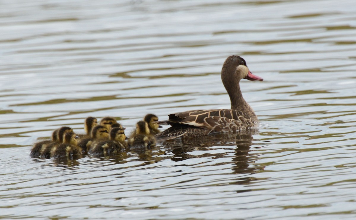 Red-billed Duck - ML637581679
