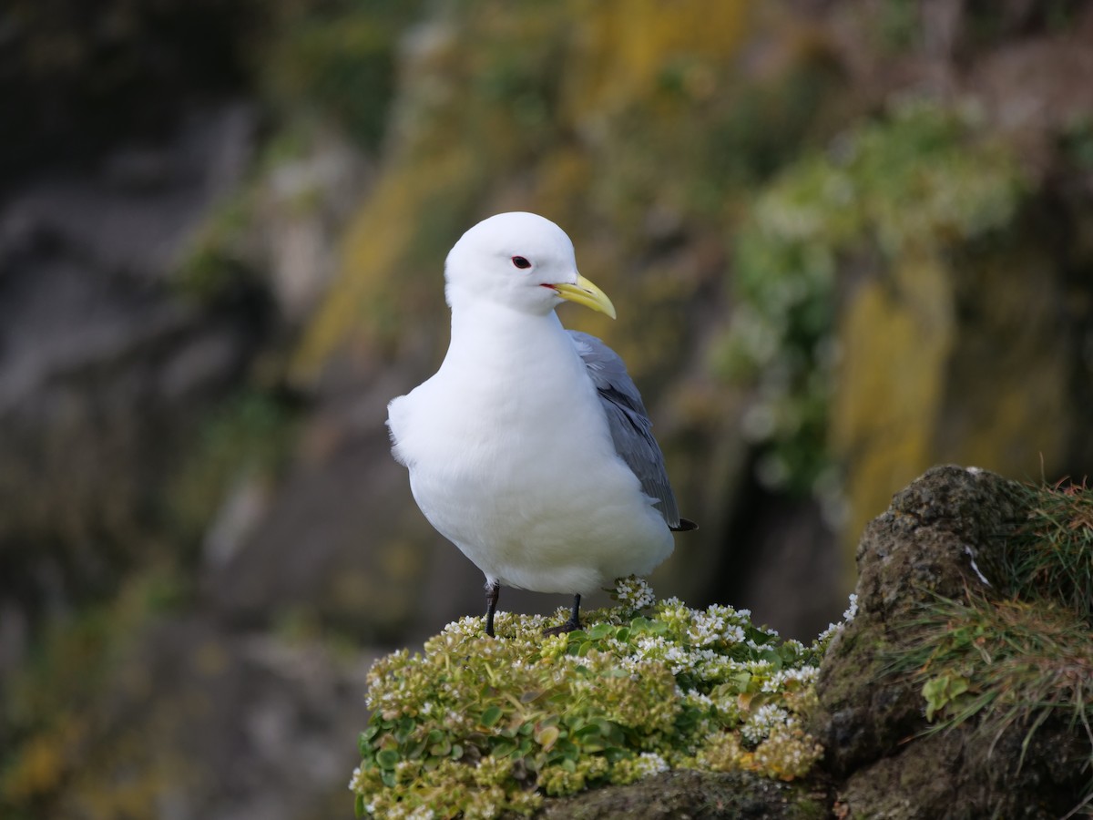 Black-legged Kittiwake - ML637581713