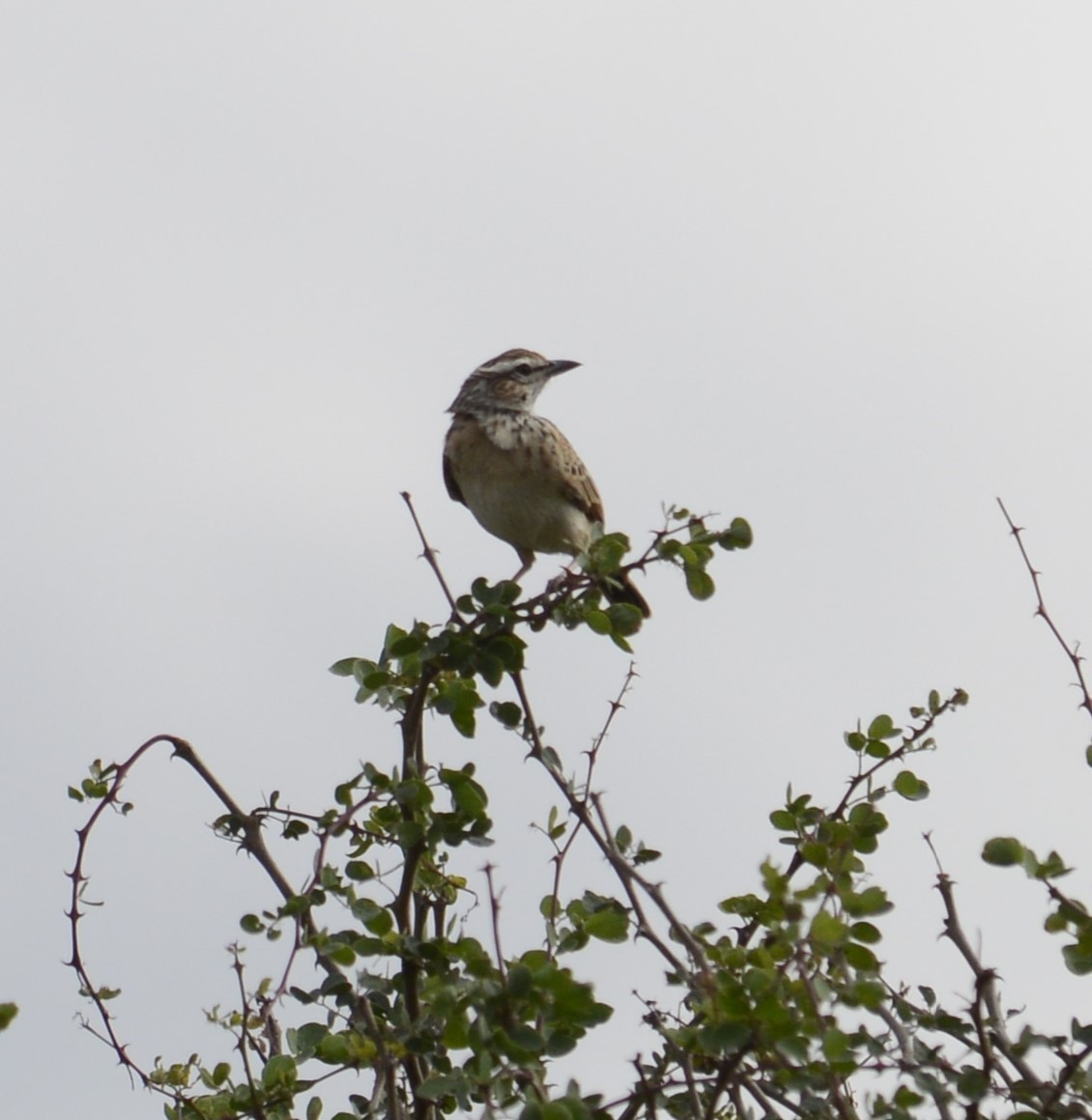 Fawn-colored Lark - ML637581722