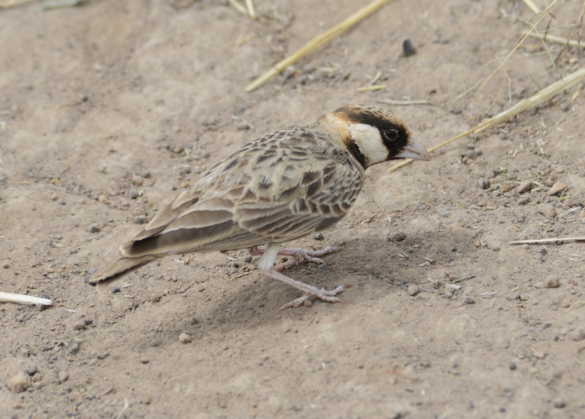 Fischer's Sparrow-Lark - ML637581724