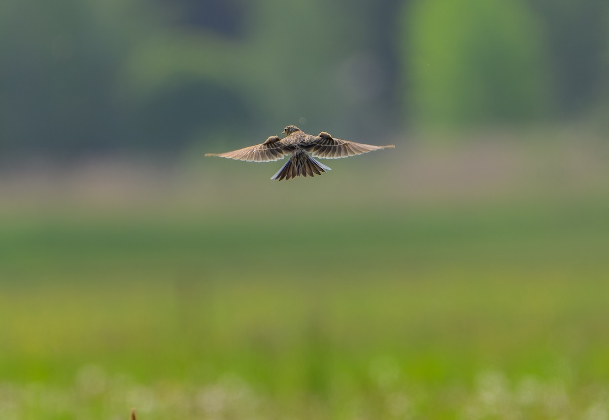 ヒバリ - ML637581764