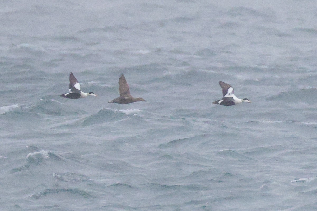 Common Eider - ML637581783