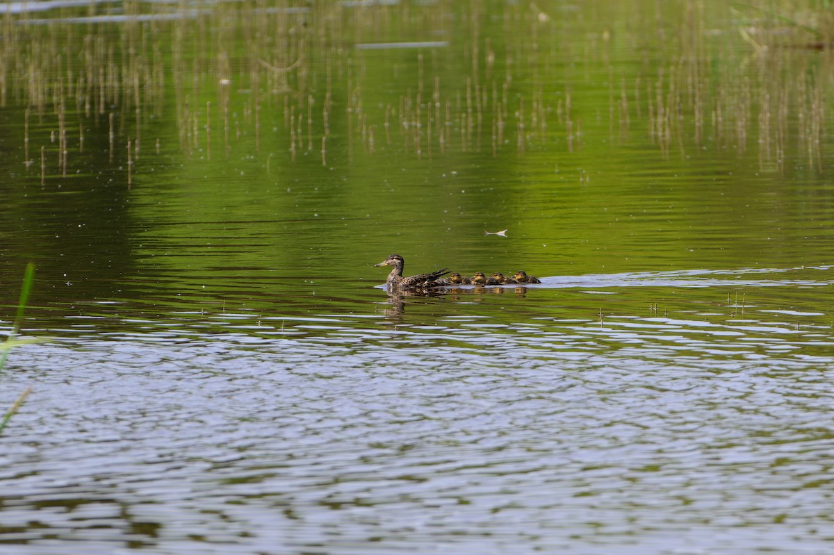 マガモ - ML637581785