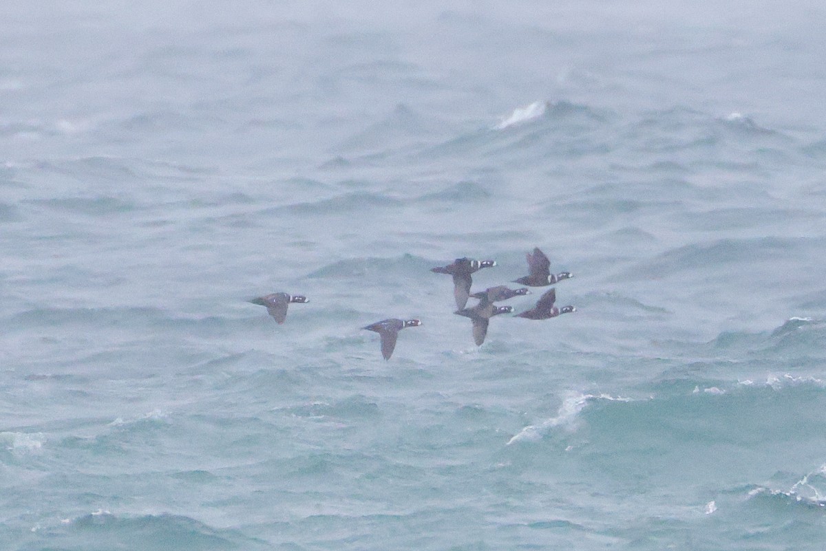 Harlequin Duck - ML637581789