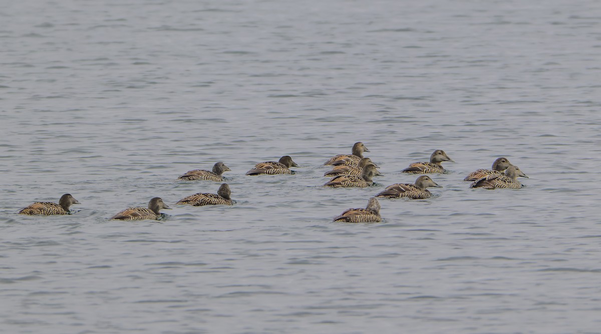 Common Eider - ML637581811