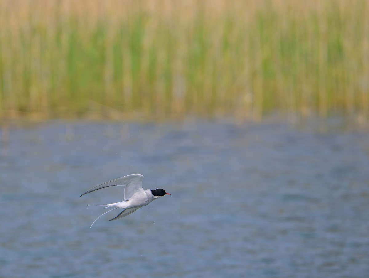 Arctic Tern - ML637581819