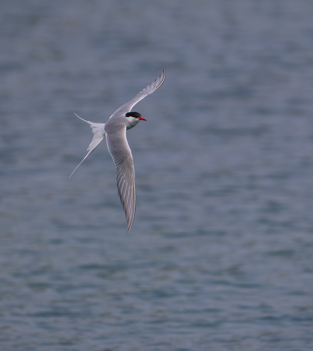 Arctic Tern - ML637581820