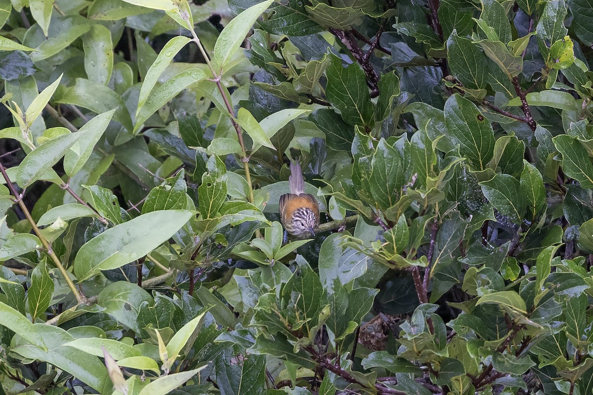 Streak-capped Antwren - ML637581823