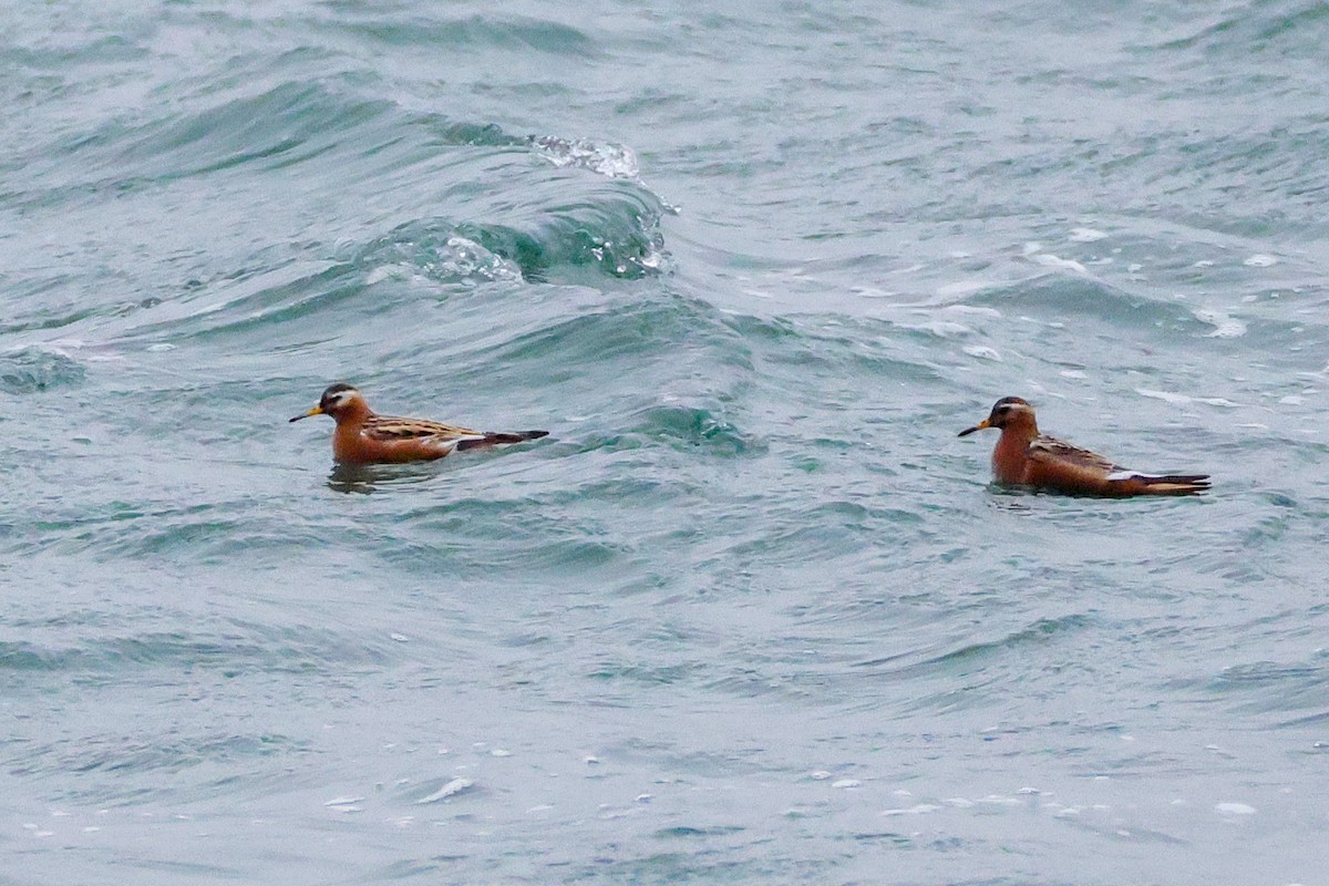 Red Phalarope - ML637581831