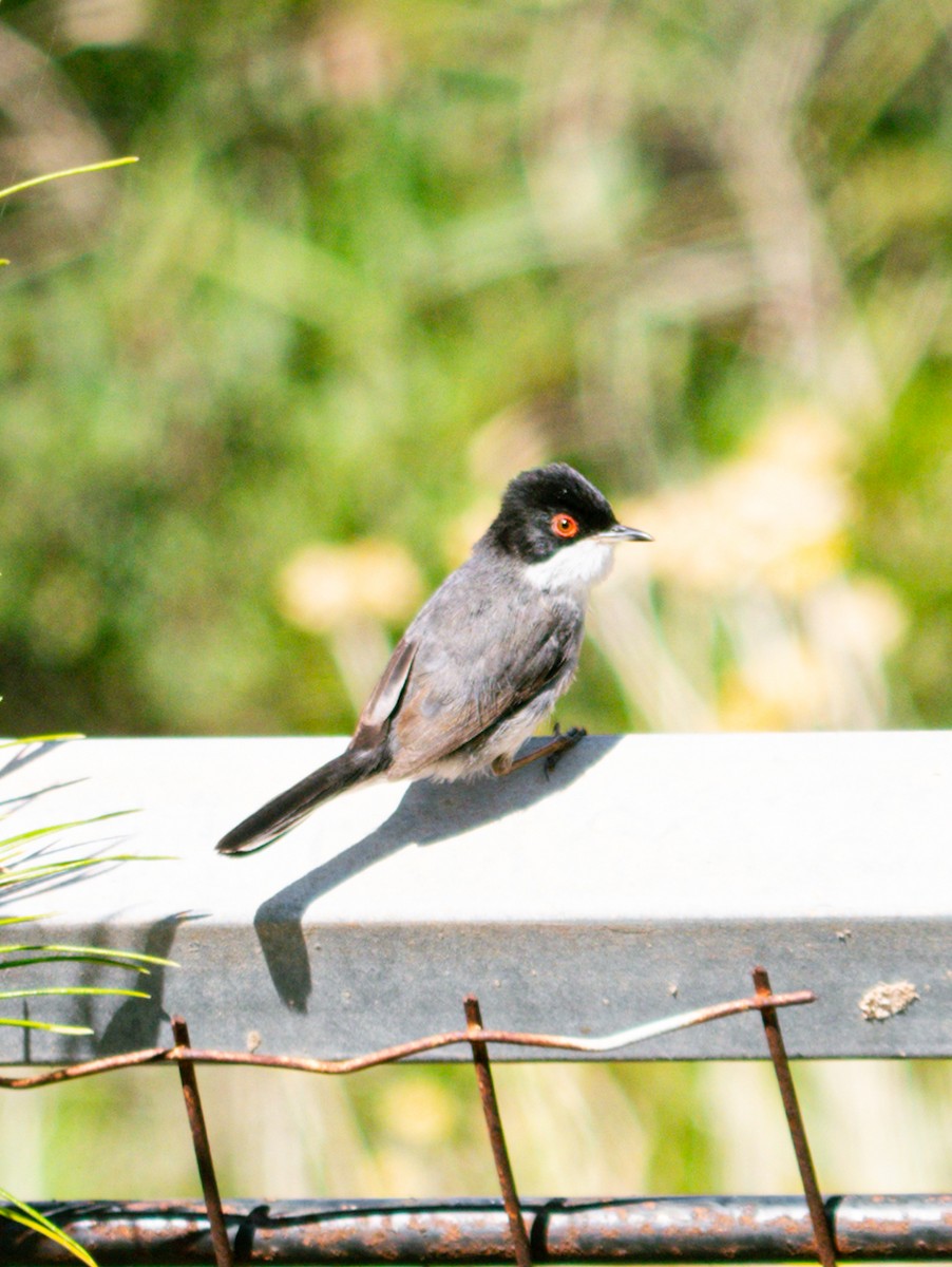 Sardinian Warbler - ML637581857