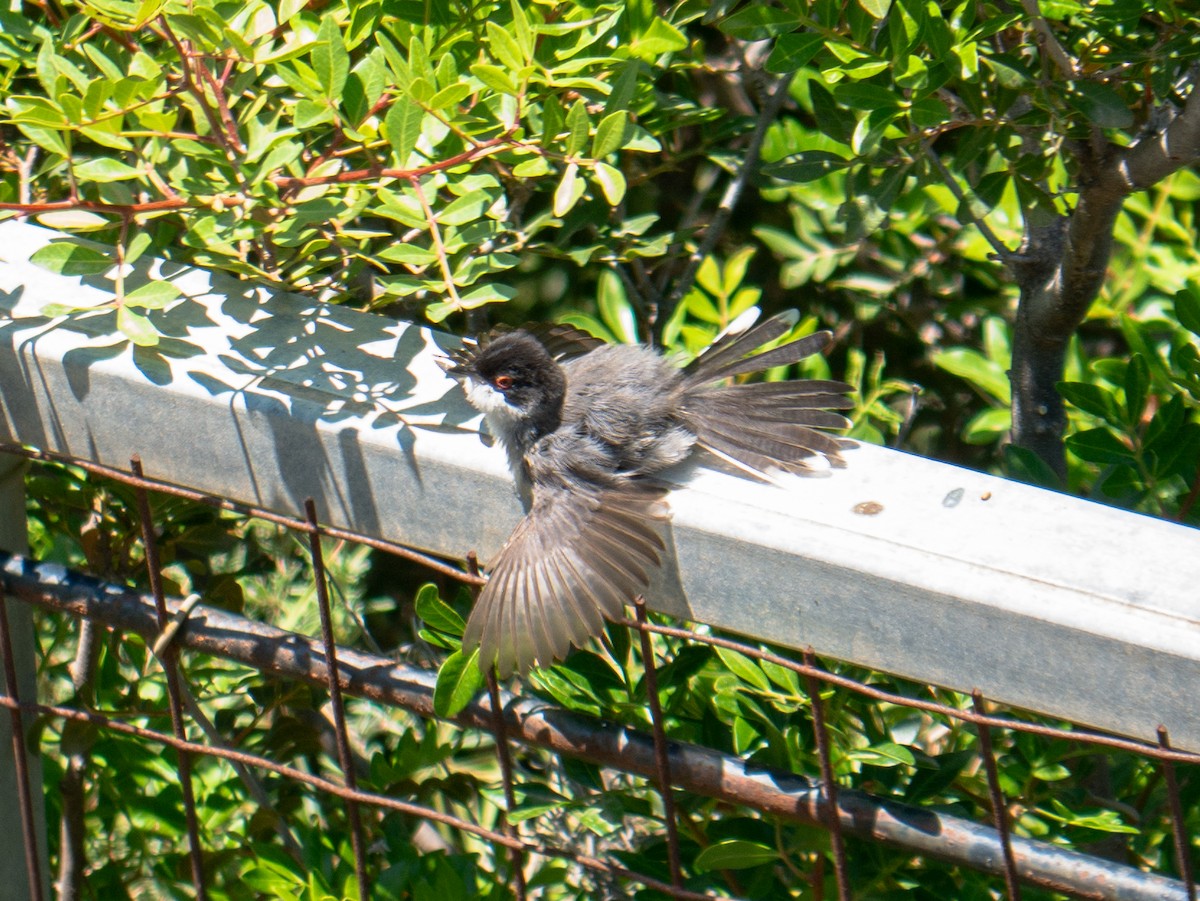 Sardinian Warbler - ML637581858