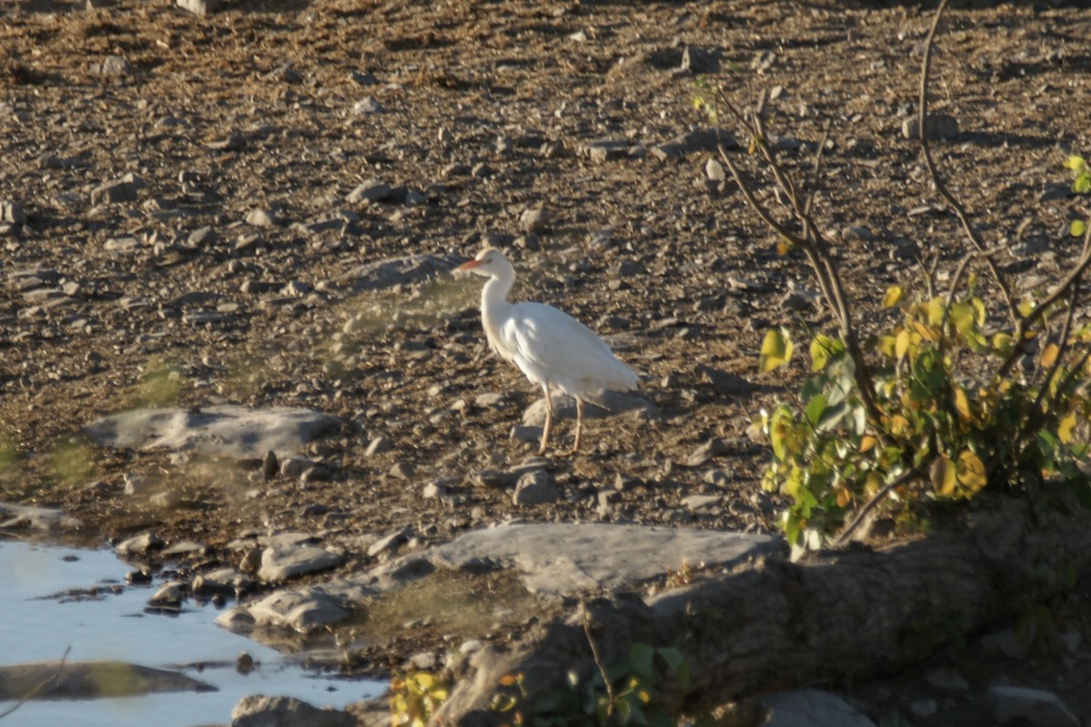 Western Cattle-Egret - ML637581873